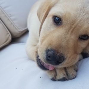 Meet your Posher, Taylor